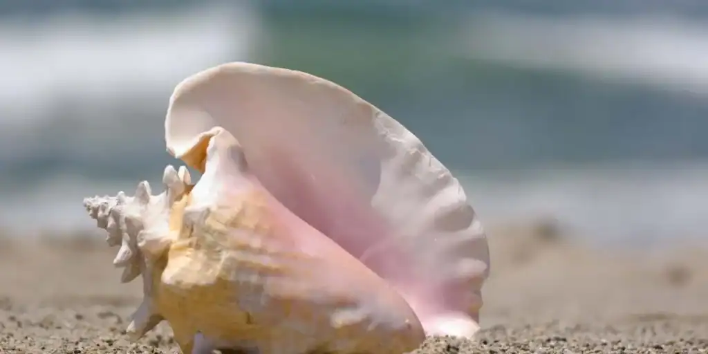 Conch shell blowing for sleep apnea relief Conch shell blowing practice may improve sleep apnea relief by strengthening airway muscles naturally.