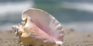 Conch shell blowing practice may improve sleep apnea relief by strengthening airway muscles naturally.